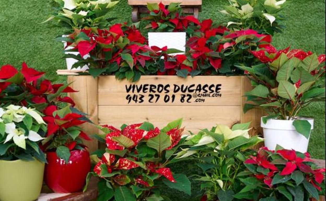 Tus plantas de Navidad, gratis en tu casa