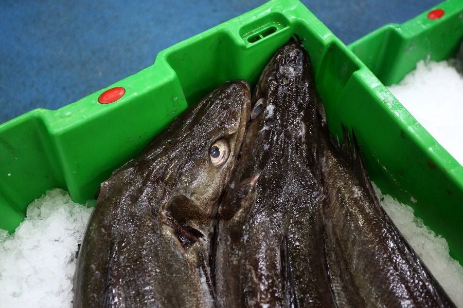 Fotos: Las dudas llegan a la lonja de pescado