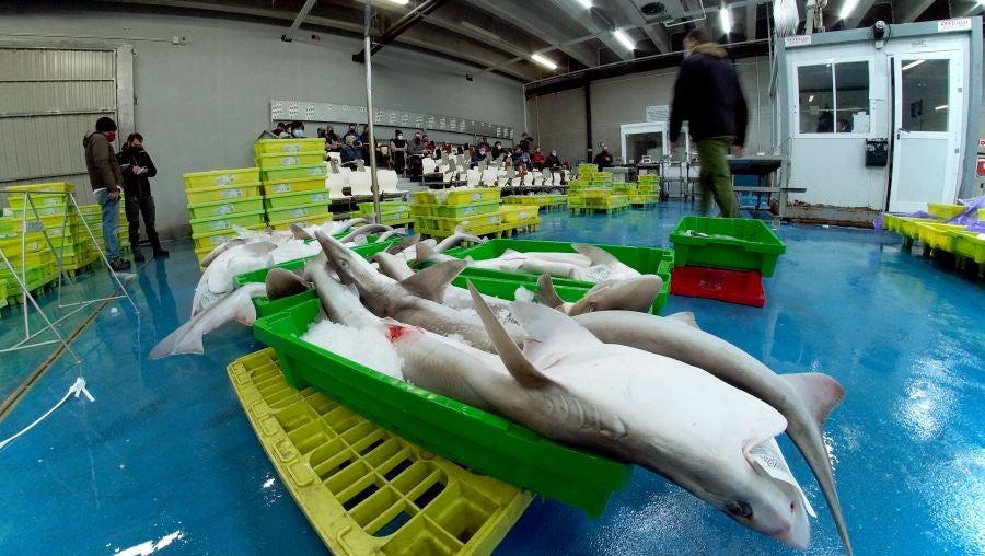 Fotos: Las dudas llegan a la lonja de pescado