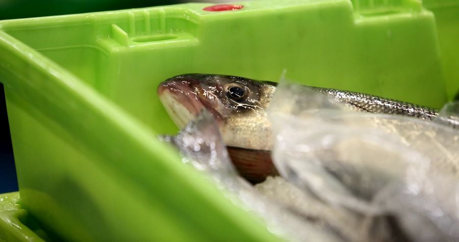 Fotos: Las dudas llegan a la lonja de pescado
