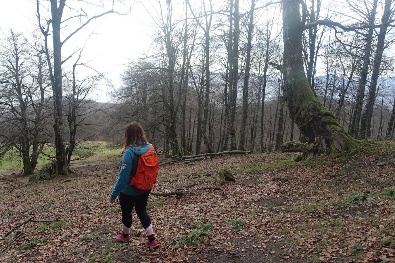 Fotos: Ireber. Paseo entre bosques mágicos