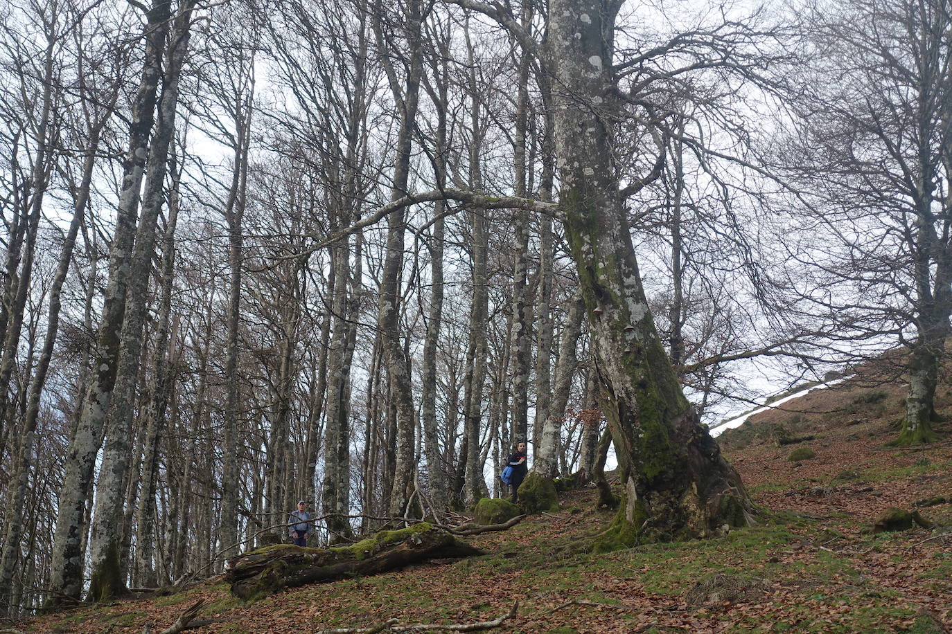 Fotos: Ireber. Paseo entre bosques mágicos