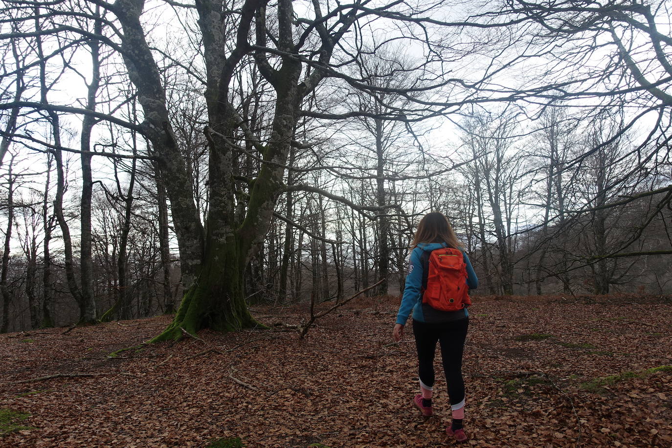 Fotos: Ireber. Paseo entre bosques mágicos