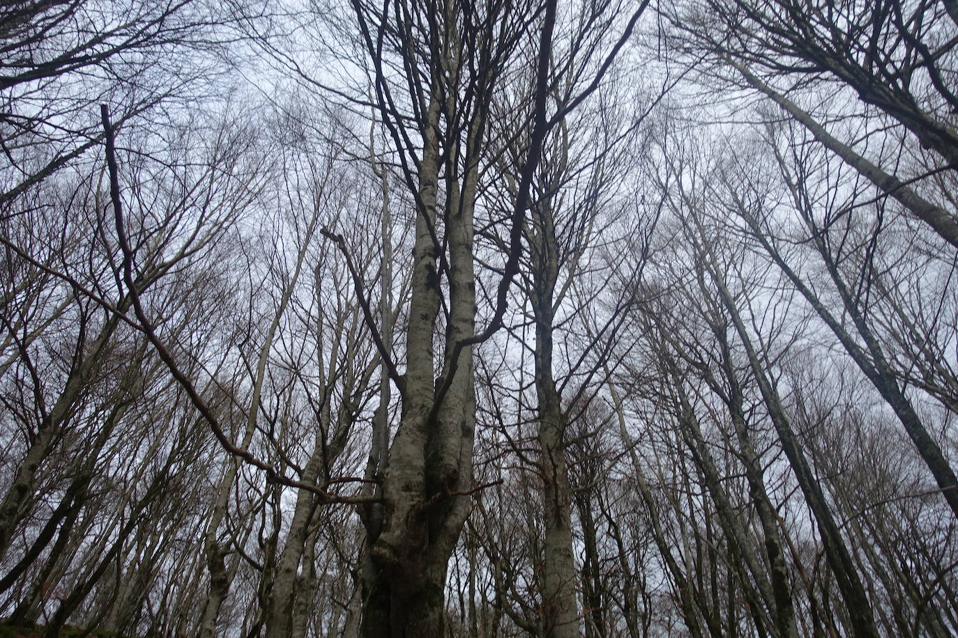 Fotos: Ireber. Paseo entre bosques mágicos