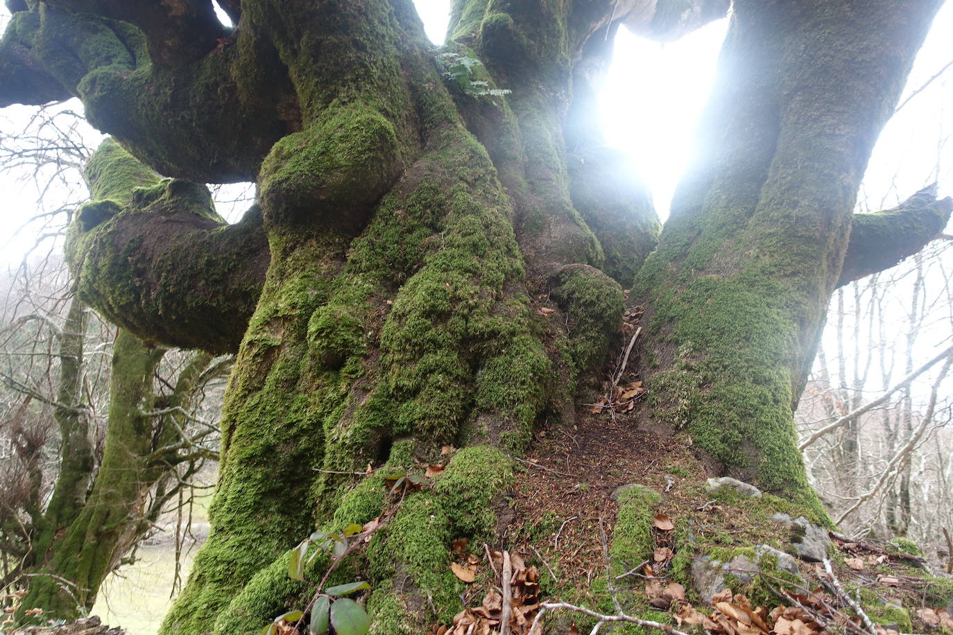 Fotos: Ireber. Paseo entre bosques mágicos