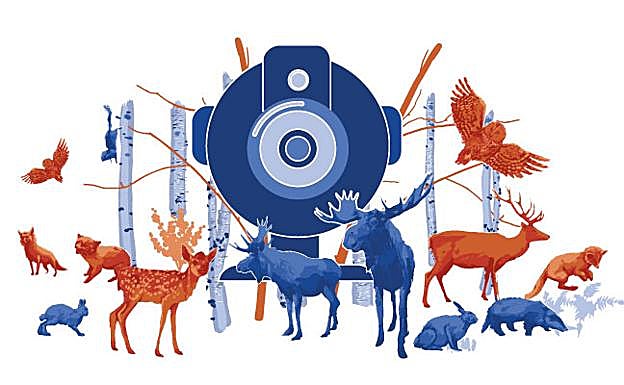 Estas son las webcam más espectaculares para ver animales en directo en plena naturaleza