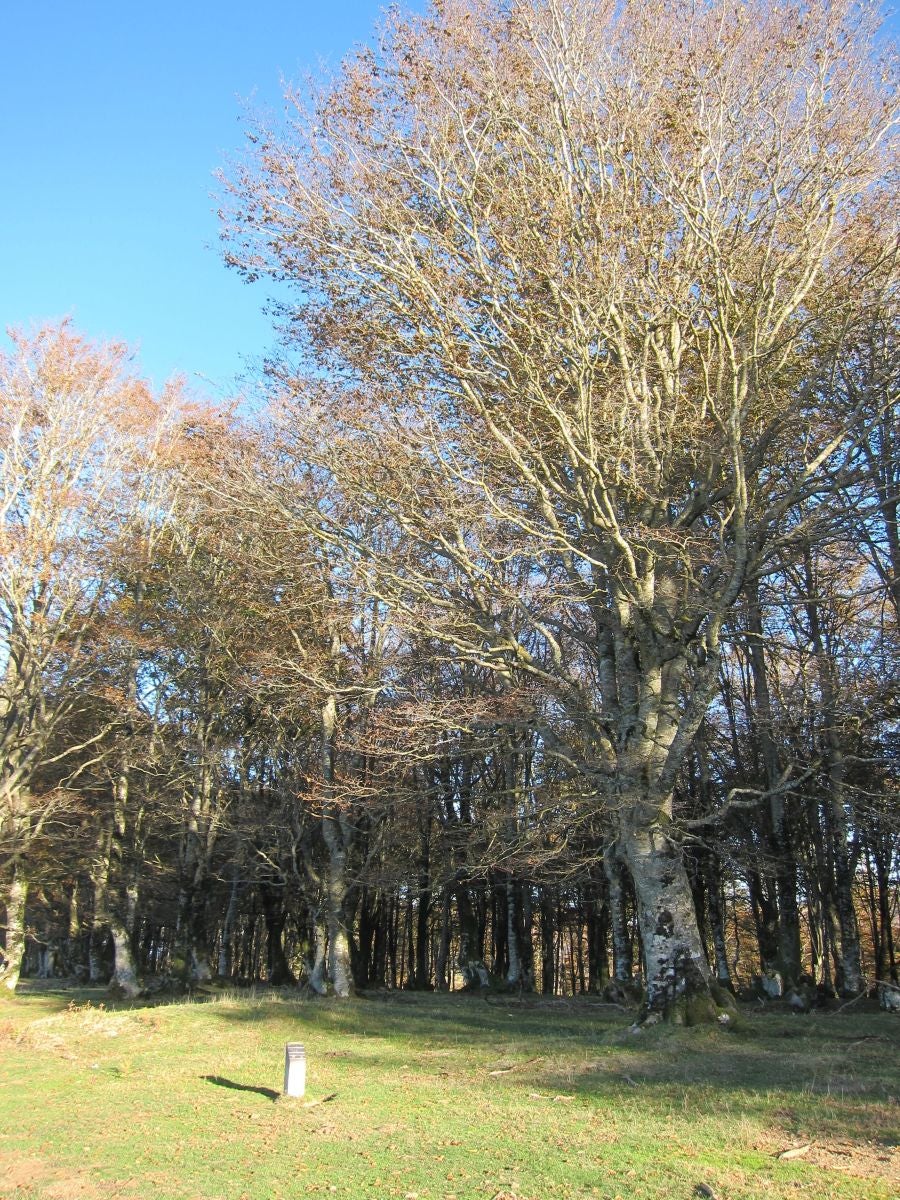 Fotos: Petriketa, entre molinos y gigantes