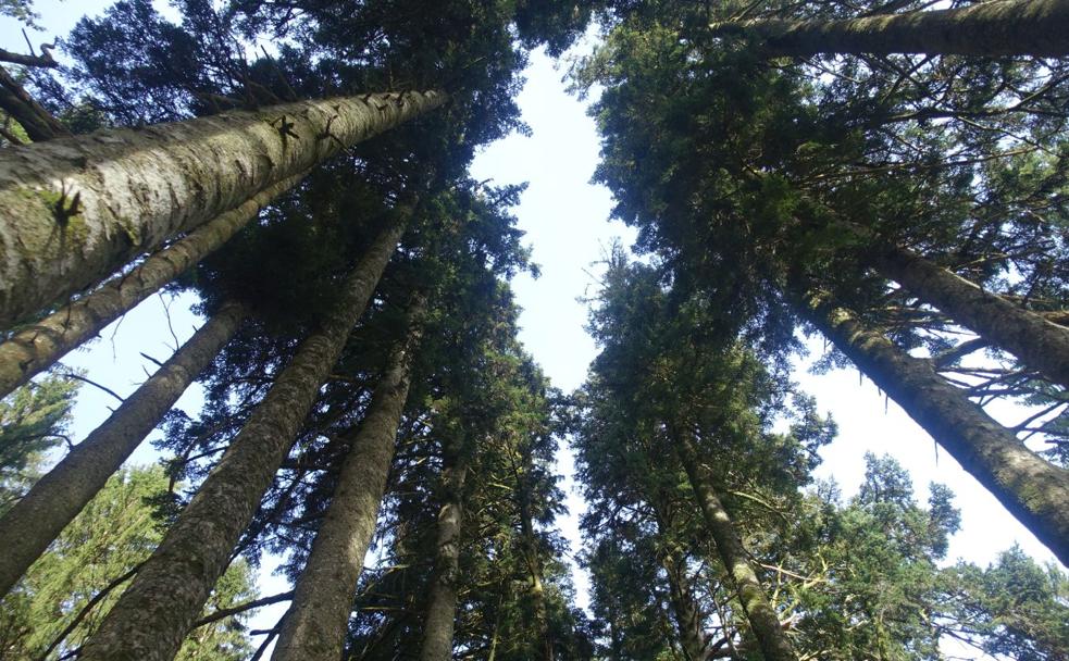 Algunos de los enormes abetos blancos que se encuentran en el vivero de Izaieta de Leitzalarrea.