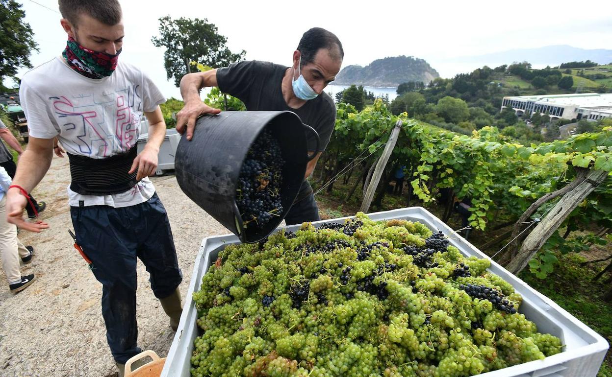 Productores guipuzcoanos recolectan la uva para producir el txakoli