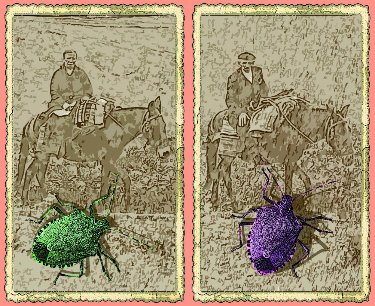 Observar y comprender