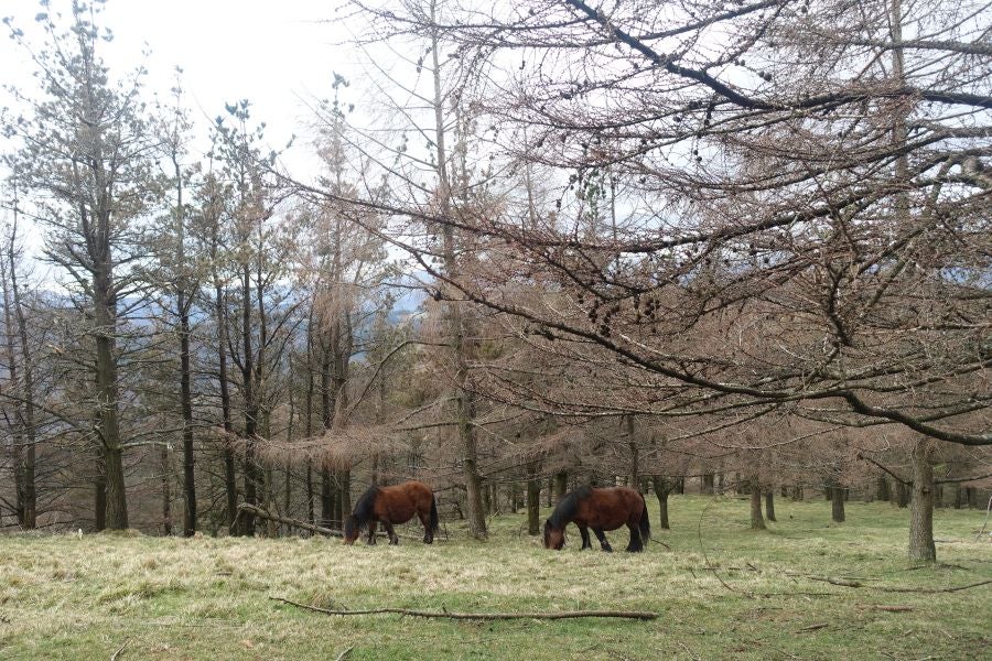 Bajo el manto blanco que ha cubierto esta semana el macizo de Aizkorri se encuentra, Zumarraga y los pueblos que se encuentran en el valle de Urola. 