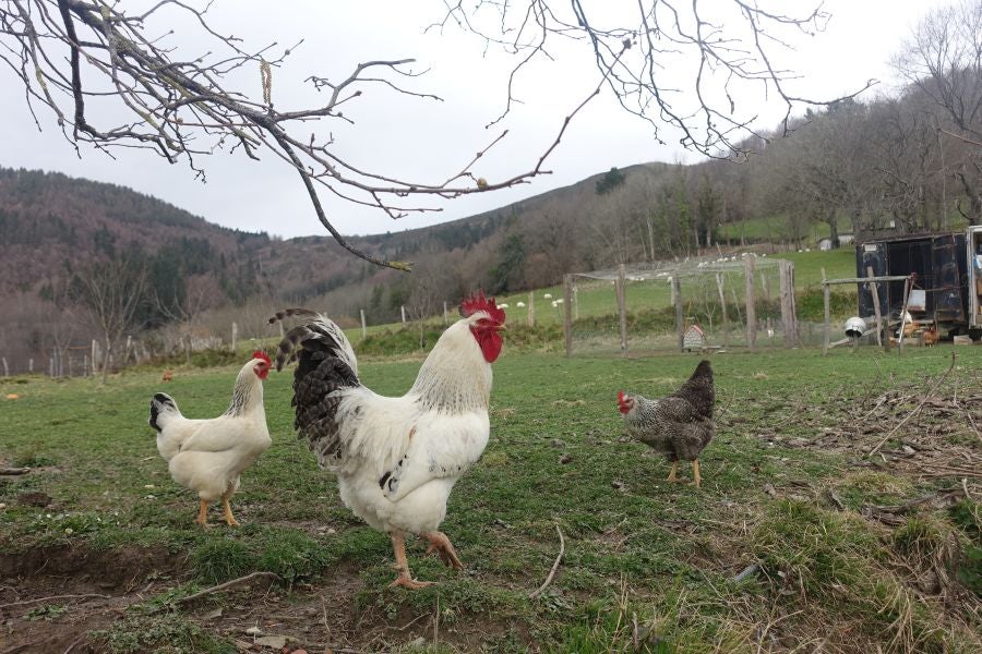 Bajo el manto blanco que ha cubierto esta semana el macizo de Aizkorri se encuentra, Zumarraga y los pueblos que se encuentran en el valle de Urola. 