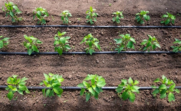 Plantas en invernadero.