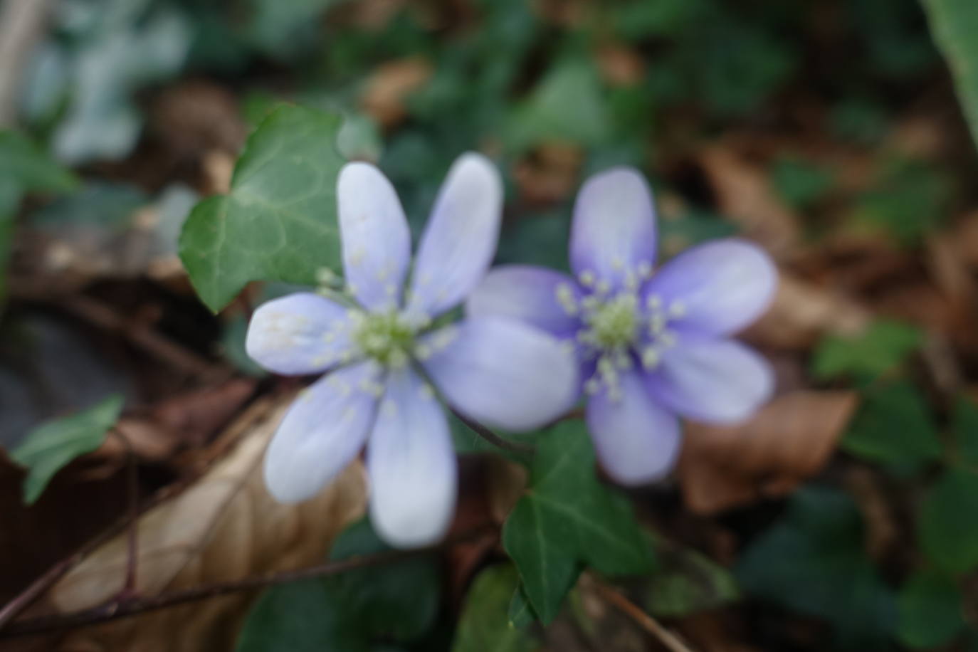Fotos: Pagoeta, en el límite del Cantábrico