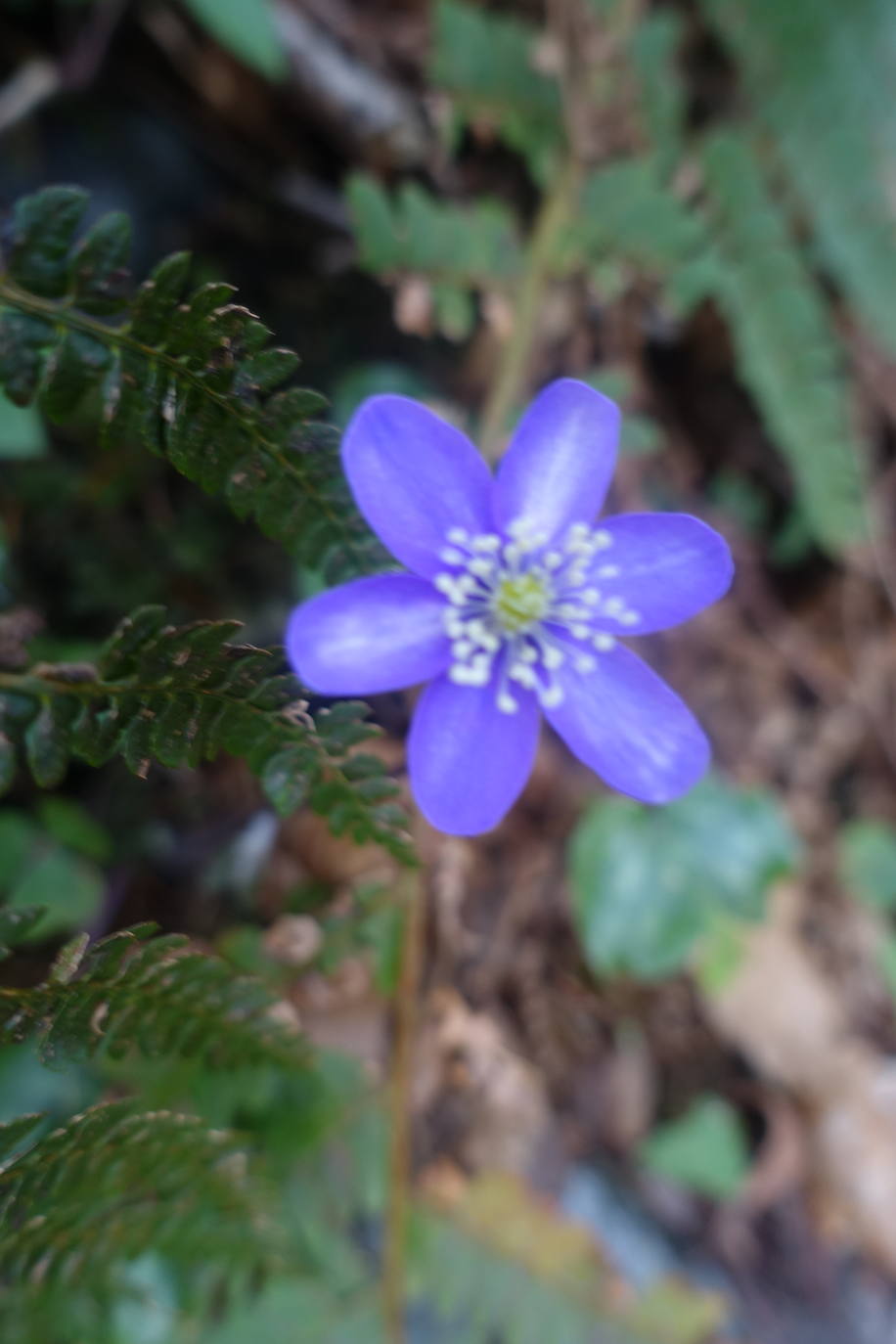 Fotos: Pagoeta, en el límite del Cantábrico