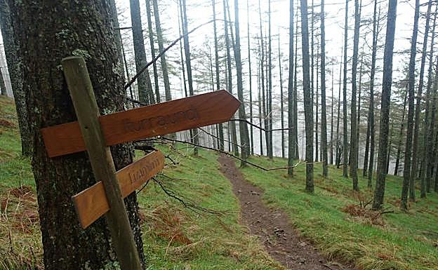 Galería. Cruce en el bosque.