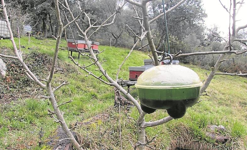 Una de las trampas situadas junto a la colmena.