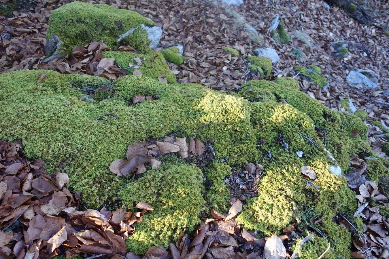 Fotos: Guratz, de camino a Santa Bárbara
