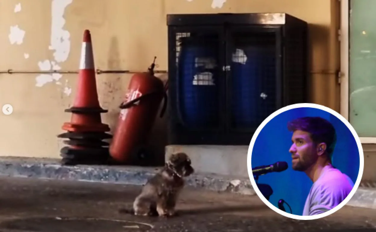 Pablo Alborán: Me gusta hacer 'footing' con mi perro por la Casa de Campo