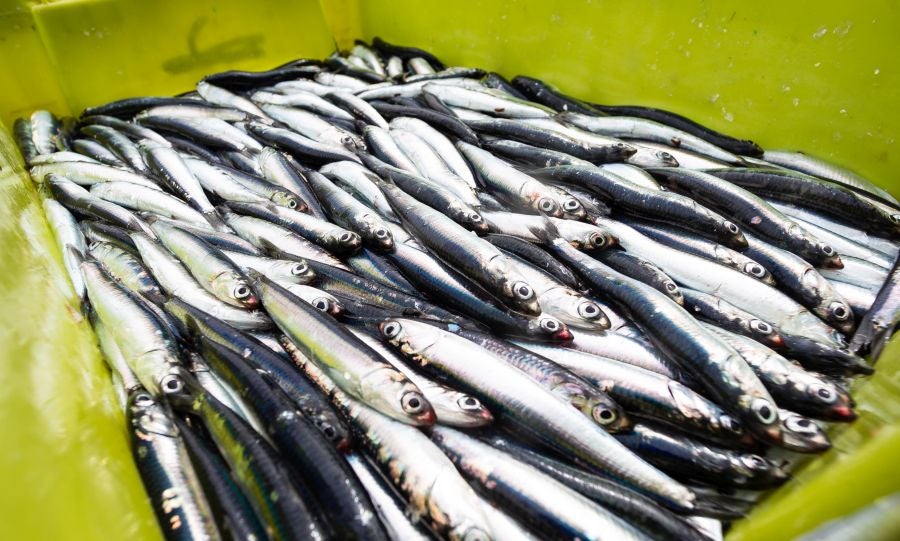 Fotos: La flota vuelve a la mar