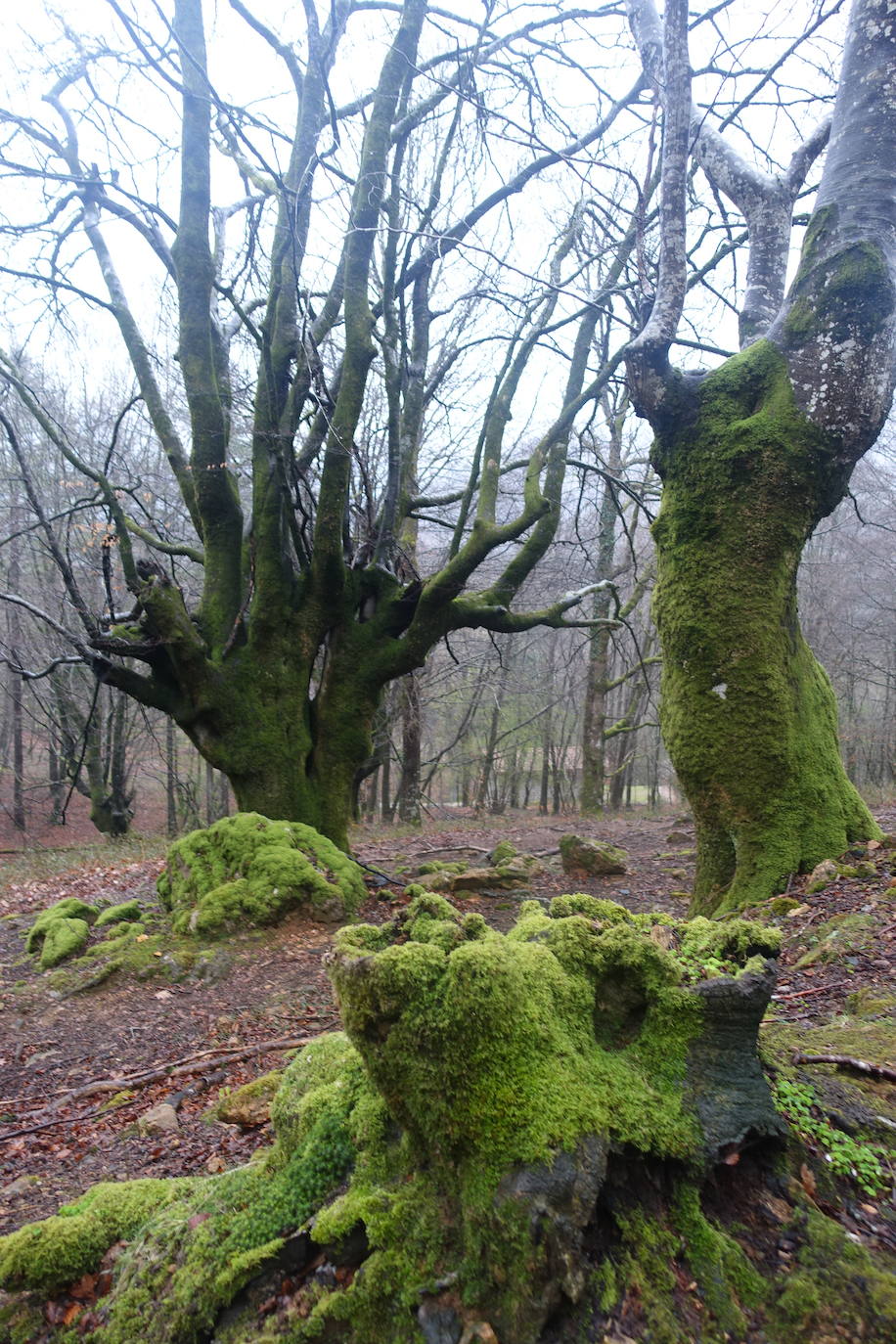 Fotos: Urepel, el señor de las mugas por siglos
