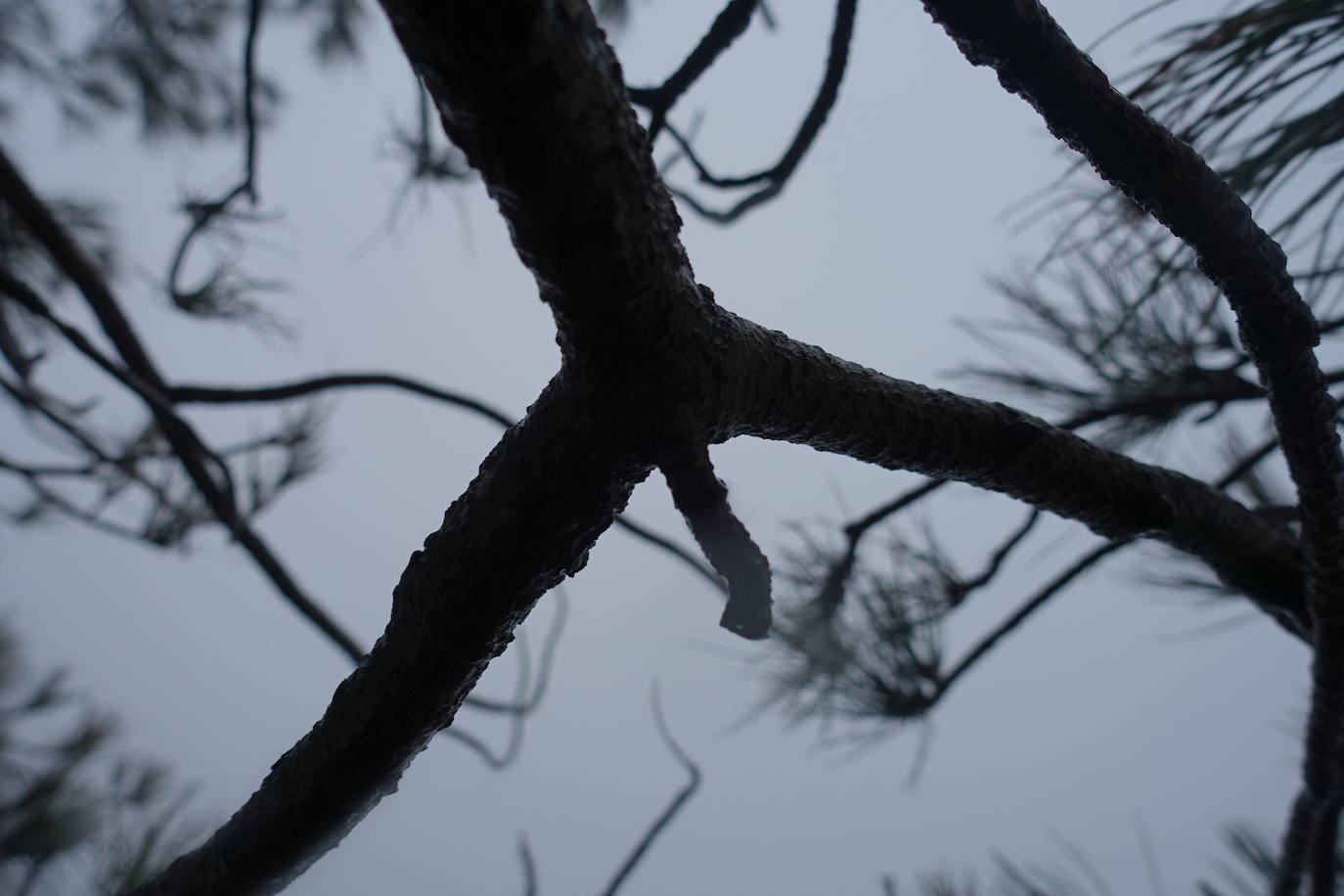 Fotos: Urepel, el señor de las mugas por siglos