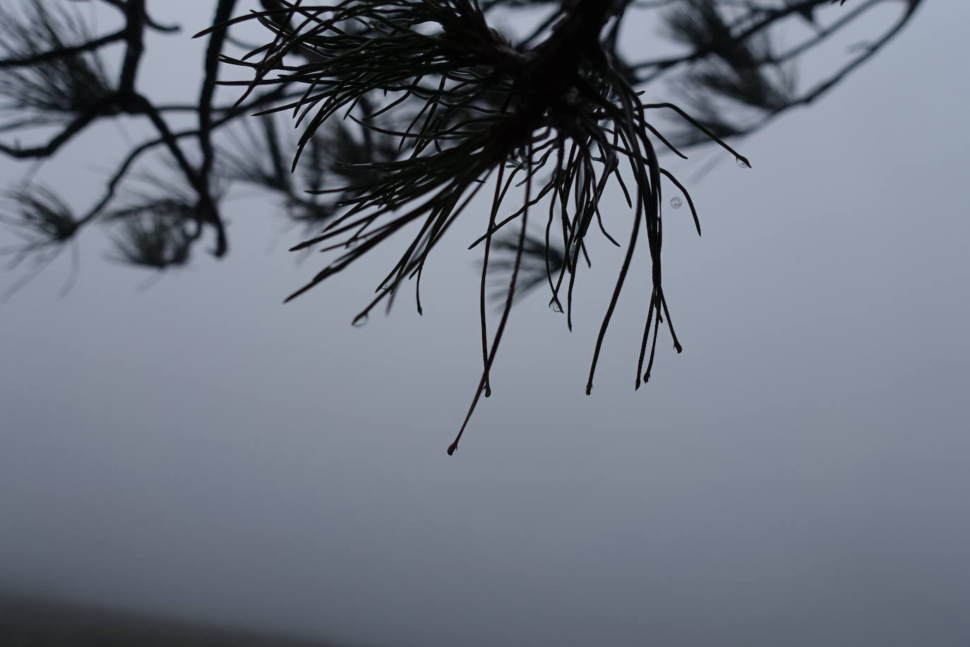 Fotos: Urepel, el señor de las mugas por siglos