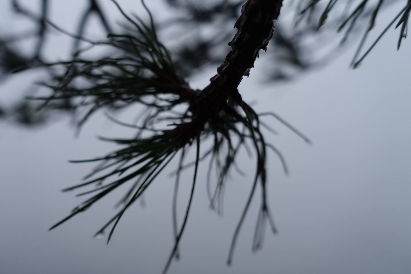 Fotos: Urepel, el señor de las mugas por siglos