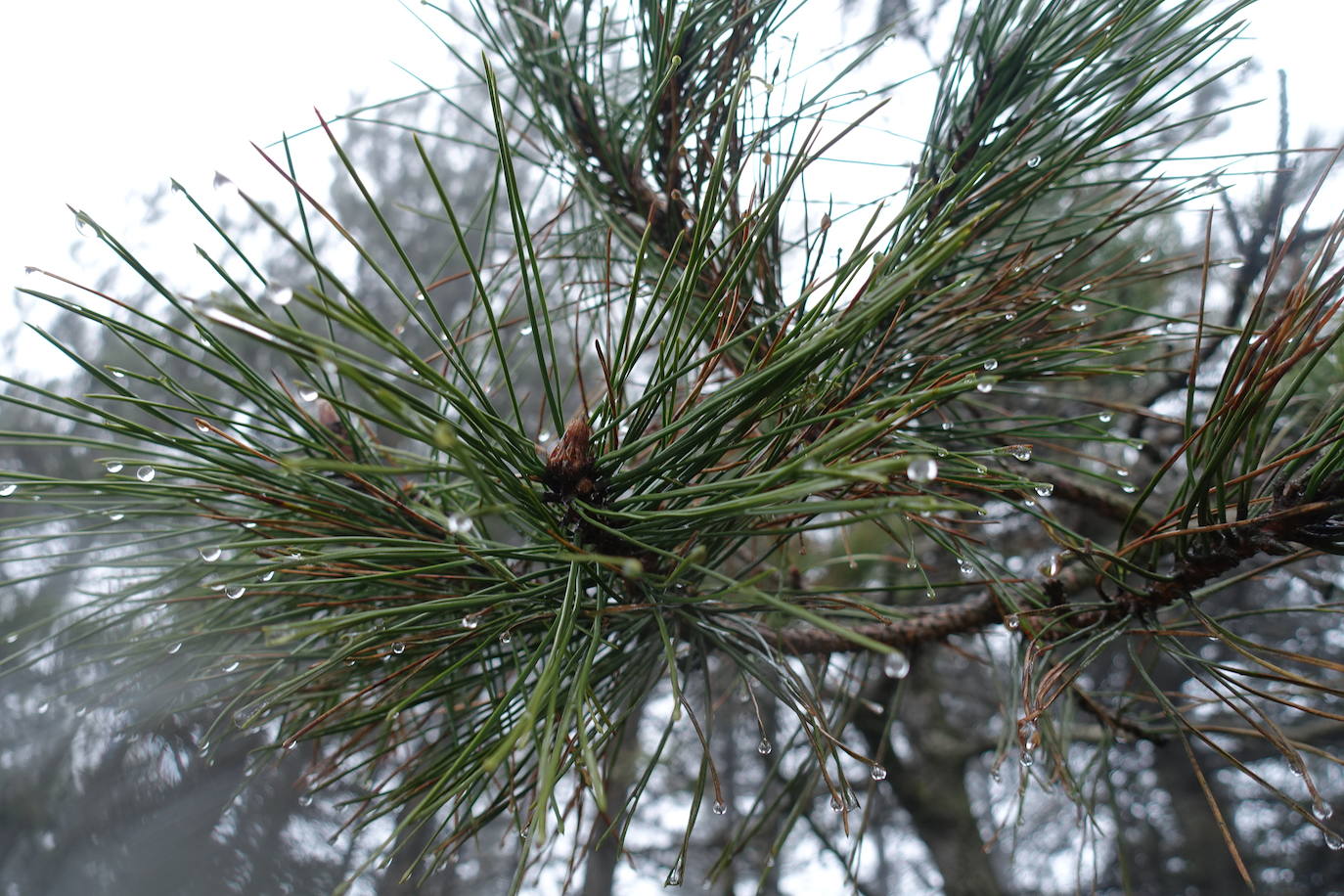 Fotos: Urepel, el señor de las mugas por siglos