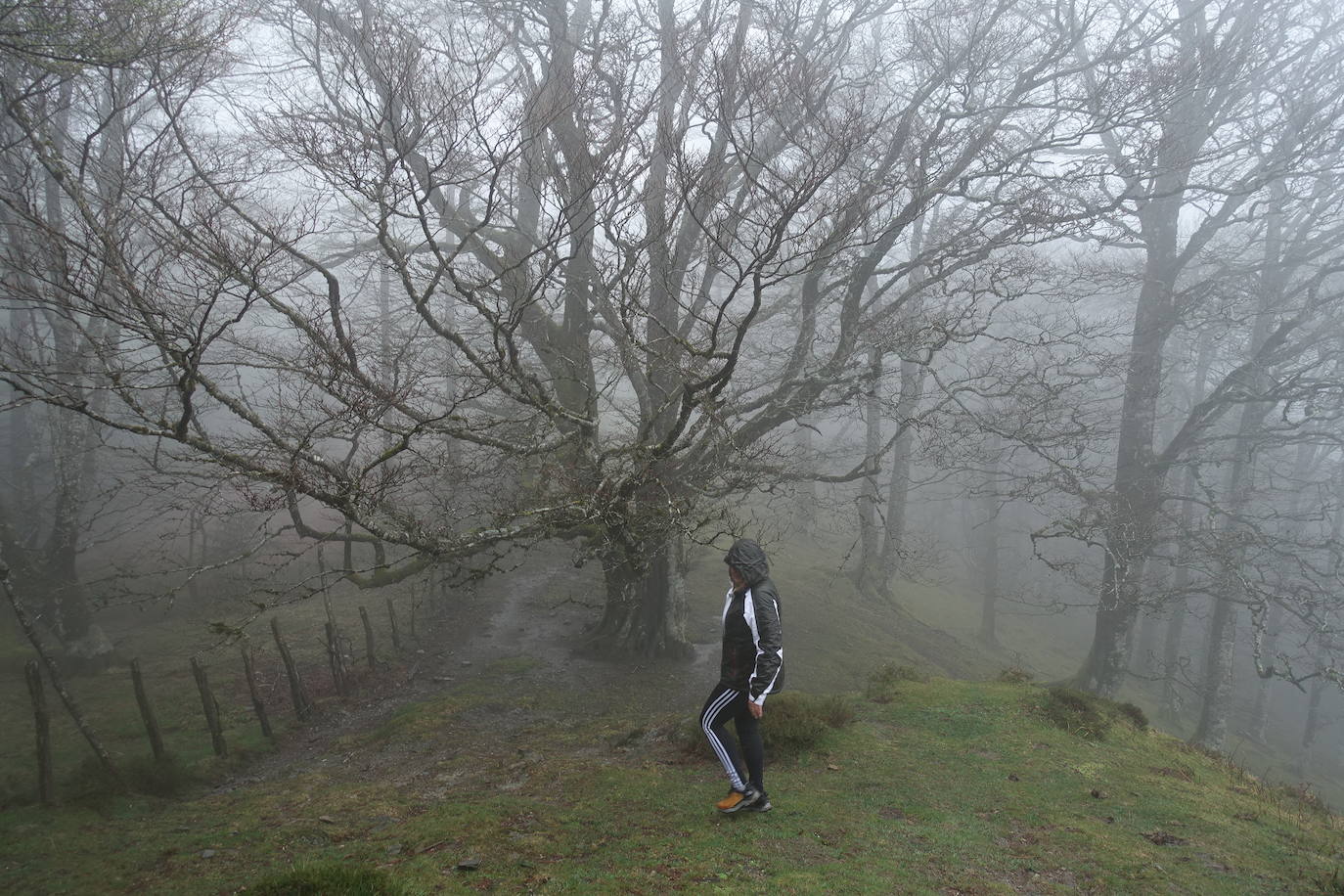 Fotos: Urepel, el señor de las mugas por siglos