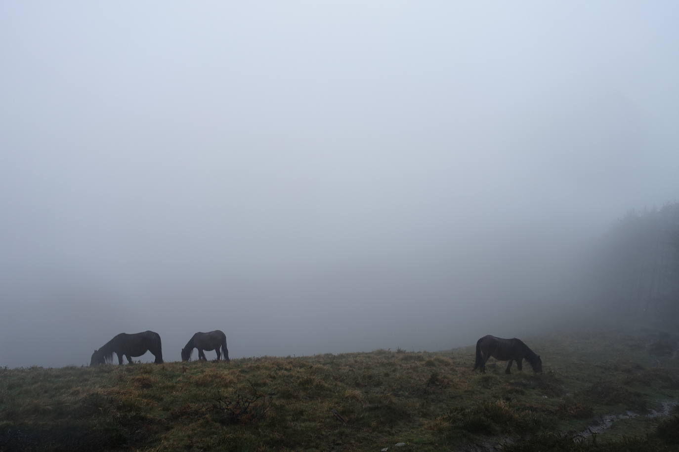 Fotos: Urepel, el señor de las mugas por siglos