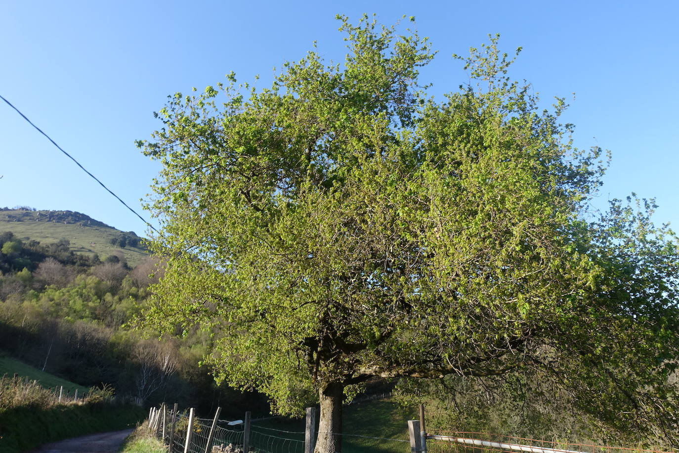 Fotos: Mulisko gaina. La magia materializada