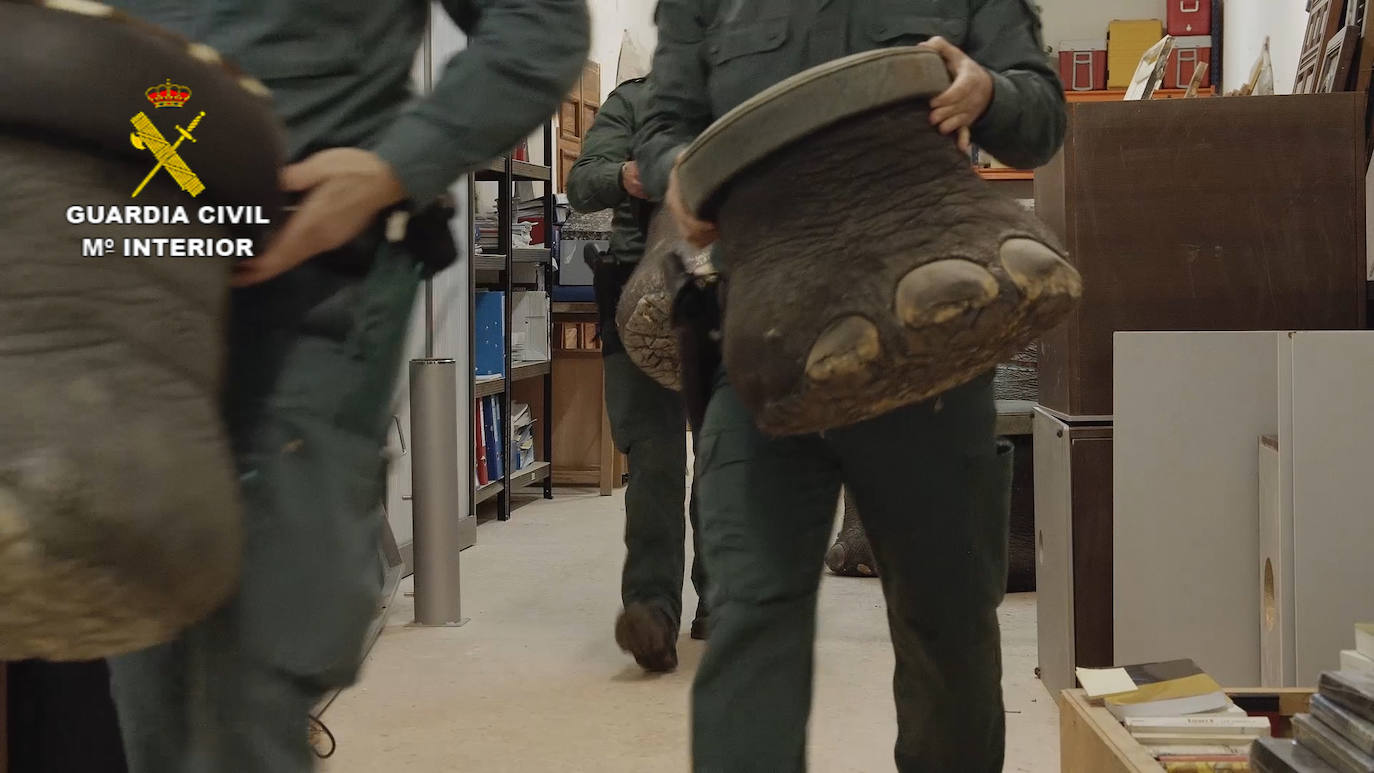 Los 1.090 ejemplares intervenidos, 405 de ellos de especies protegidas, están valorados en más de 30 millones de euros