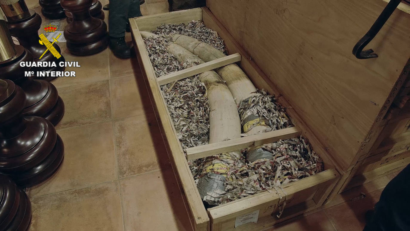 Los 1.090 ejemplares intervenidos, 405 de ellos de especies protegidas, están valorados en más de 30 millones de euros