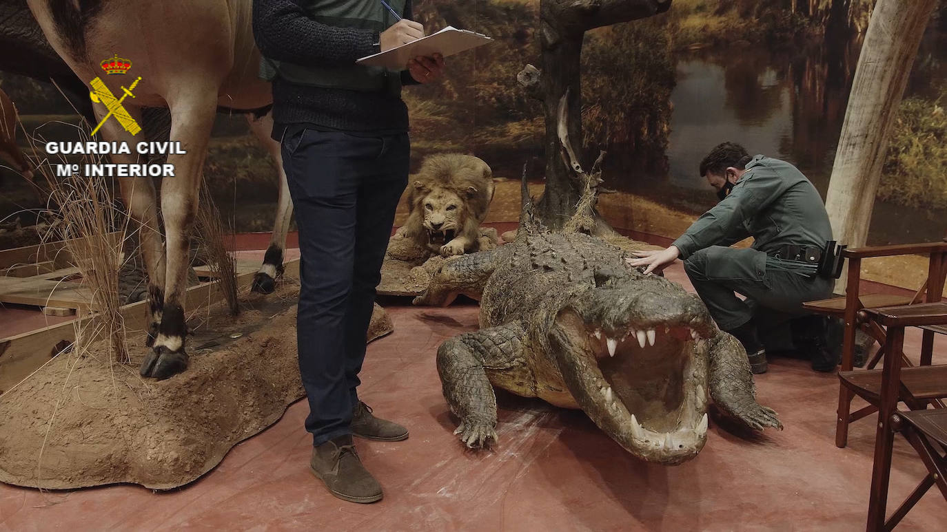 Los 1.090 ejemplares intervenidos, 405 de ellos de especies protegidas, están valorados en más de 30 millones de euros