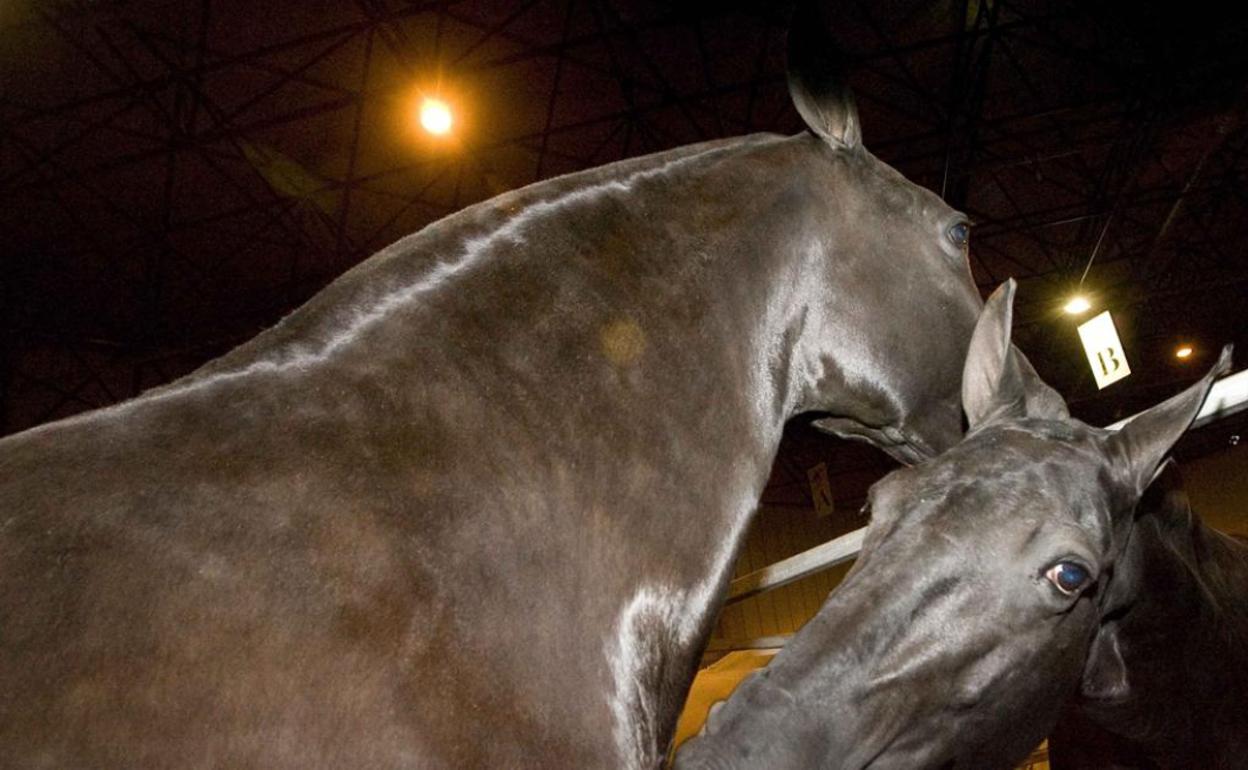 Detenido en Donostia el miembro de una red de dopaje de caballos en Francia