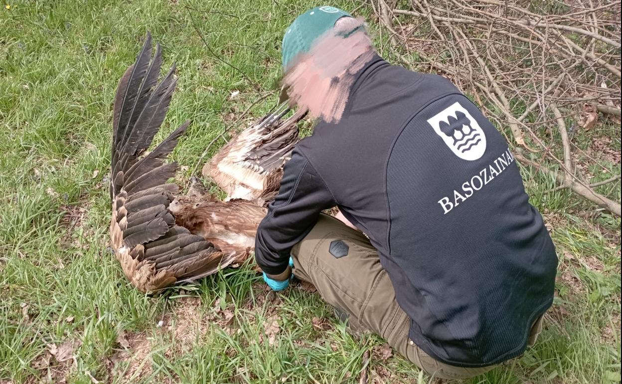 Un guarda forestal inspecciona el buitre leonado en el suelo