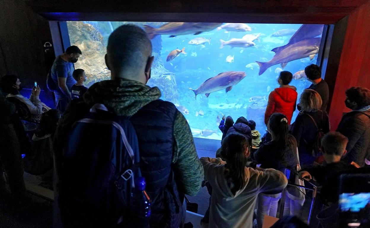 El público familiar es mayoritario en el Aquarium donostiarra. 