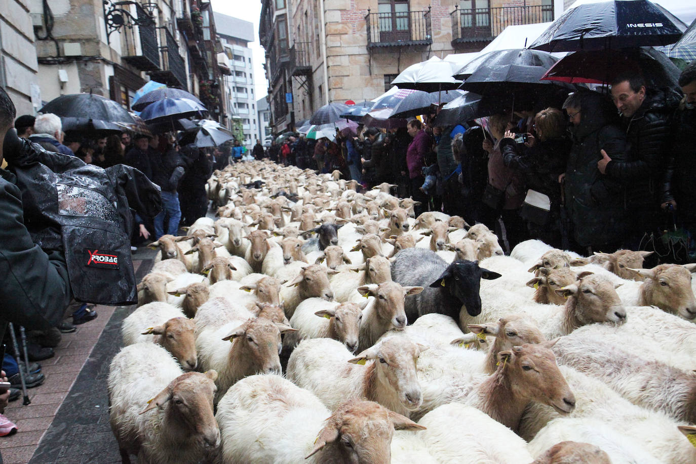 Fotos: Las mejores imágenes del Artzain eguna