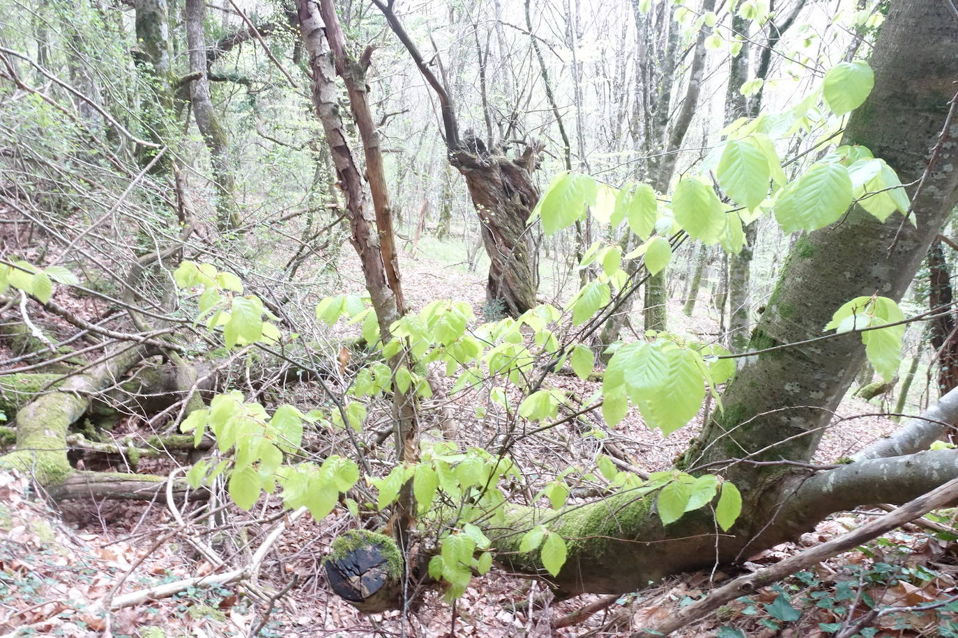 Fotos: Aitxita. La fortaleza de las Dos Hermanas