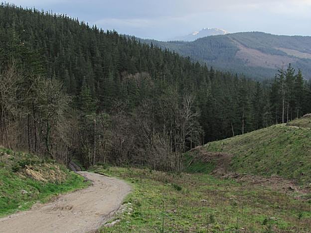 Monocultivo de pino insignis en toda la extensión del paisaje desde Asuela hasta Zubillaga. 