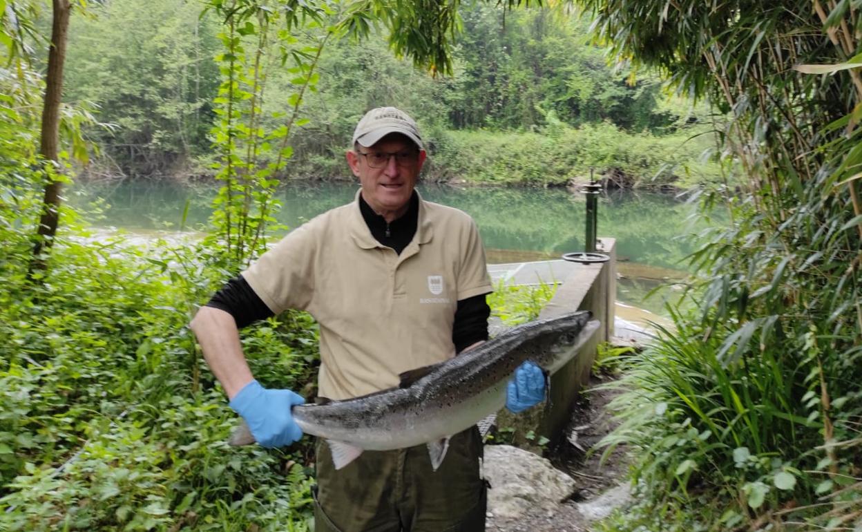 El primer salmón que ha entrado en el Urumea este 2022 ha pesado más de 5 kilos.