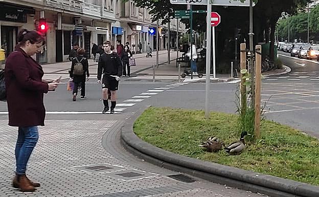 Ayer miércoles, los patos en la avenida Sancho el Sabio.