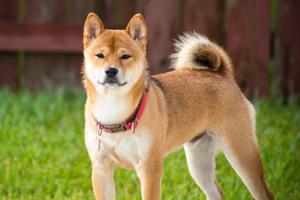 Akita Inu