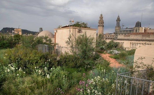 La idea no es poner un jardín, es crear un ecosistema para que la naturaleza crezca y se expanda, como muestra la foto de la cubierta de la Casa Xifrè una vez que ha pasado el tiempo desde su reforma.  