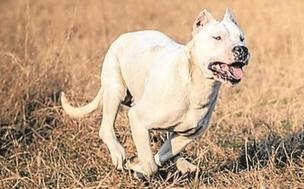 Dogo Argentino