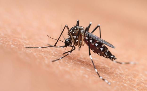 Iparralde, en alerta roja por la presencia del mosquito tigre