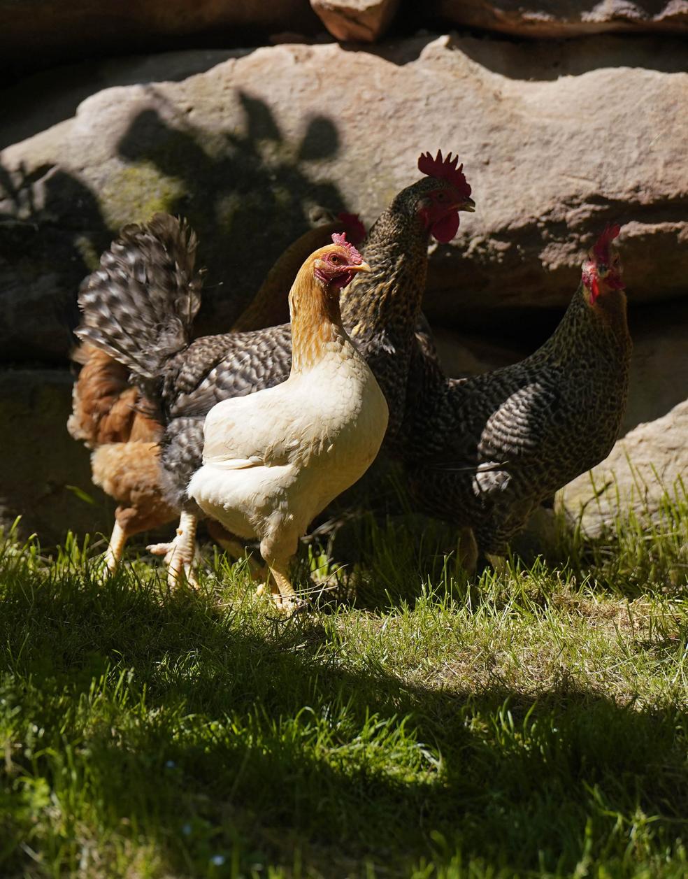 Un gallo y una gallina pastan este viernes al aire libre. 