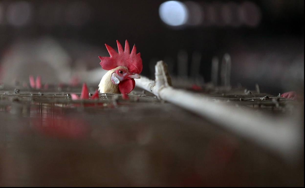 La gripe aviar se contagia de aves a humanos por vía respiratoria