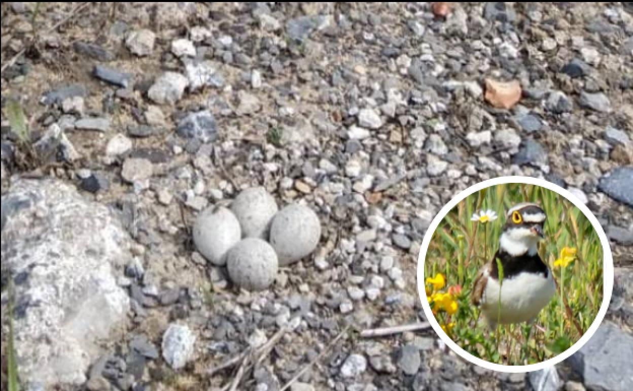 Cuatro de los huevos localizados en Hernani y uno de los chorlitejos chico.